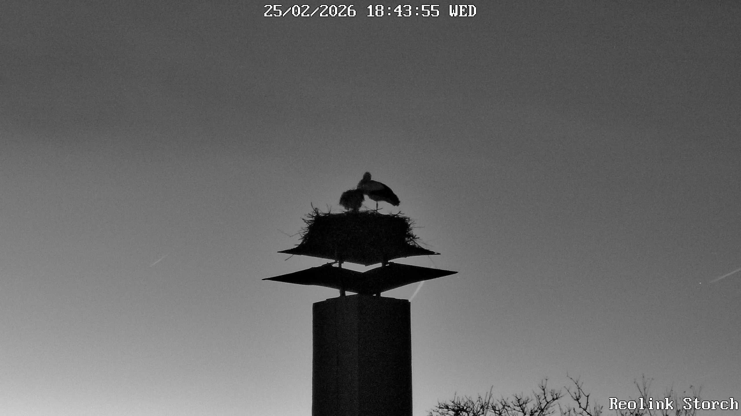 Storchencam Bild